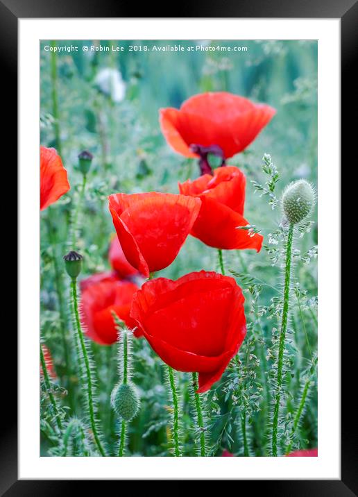 Field poppies Framed Mounted Print by Robin Lee