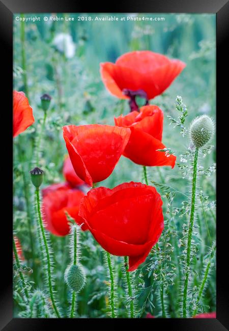 Field poppies Framed Print by Robin Lee