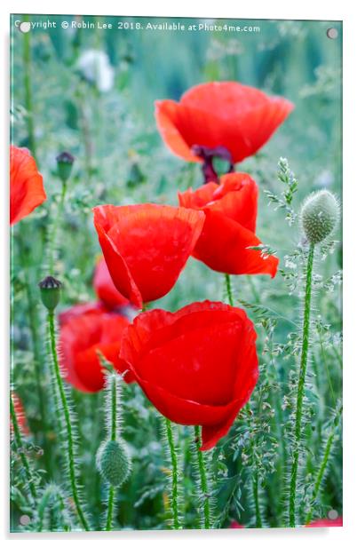 Field poppies Acrylic by Robin Lee