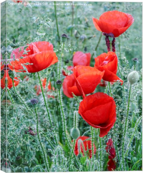 Flanders Poppies Canvas Print by Robin Lee