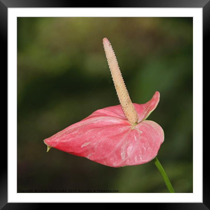 Anthurium Framed Mounted Print by Carole-Anne Fooks