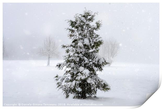 Sonwing over a single pine tree Print by Daniela Simona Temneanu