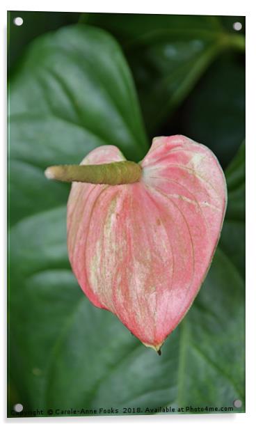 Anthurium  Acrylic by Carole-Anne Fooks