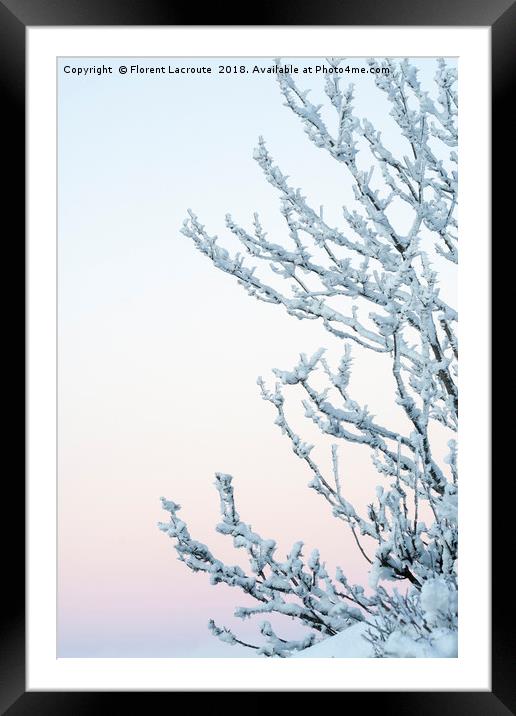 Branches covered in snow with pastel colored sky Framed Mounted Print by Florent Lacroute