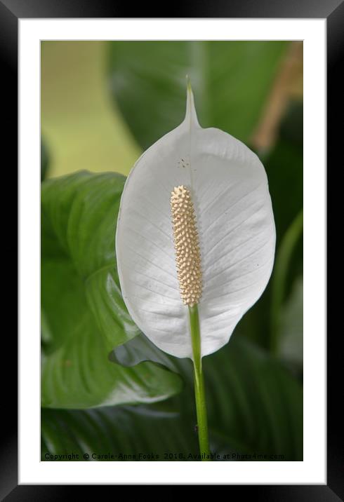 Peace Lily  Framed Mounted Print by Carole-Anne Fooks