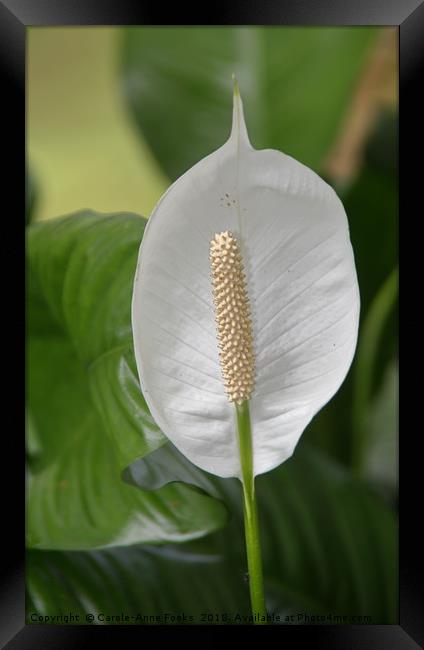 Peace Lily  Framed Print by Carole-Anne Fooks