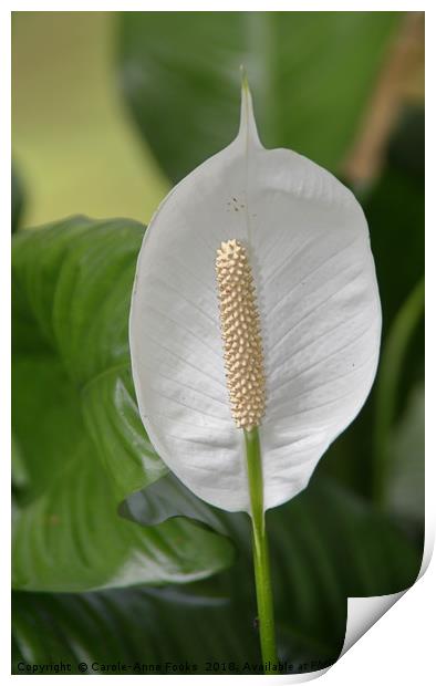 Peace Lily  Print by Carole-Anne Fooks
