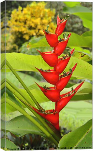 An Exotic Heliconia Canvas Print by Carole-Anne Fooks