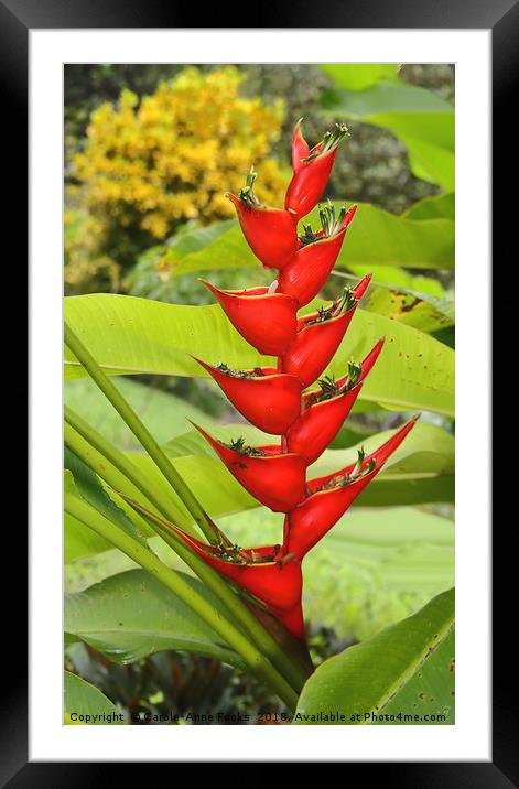 An Exotic Heliconia Framed Mounted Print by Carole-Anne Fooks
