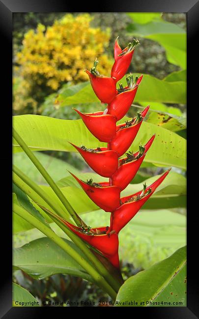An Exotic Heliconia Framed Print by Carole-Anne Fooks