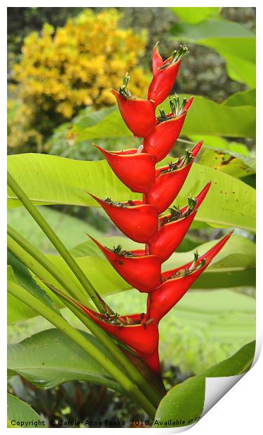 An Exotic Heliconia Print by Carole-Anne Fooks