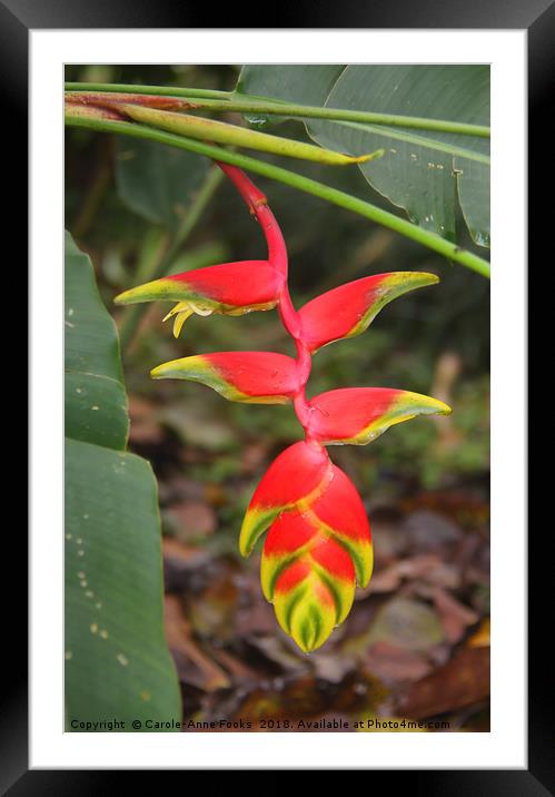 An Exotic Heliconia  Framed Mounted Print by Carole-Anne Fooks