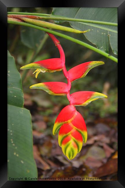 An Exotic Heliconia  Framed Print by Carole-Anne Fooks