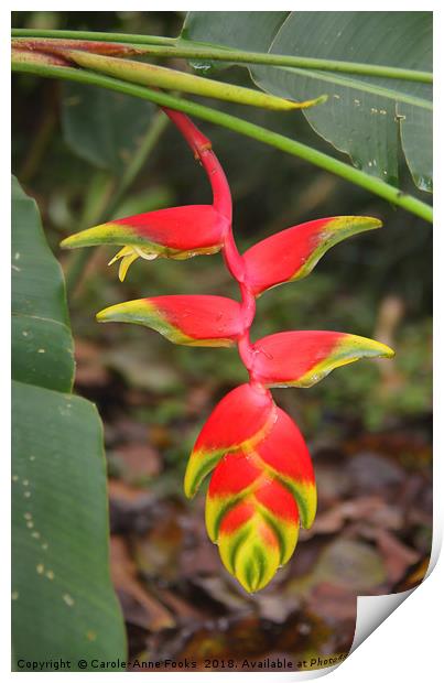 An Exotic Heliconia  Print by Carole-Anne Fooks