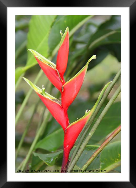 An Exotic Heliconia   Framed Mounted Print by Carole-Anne Fooks