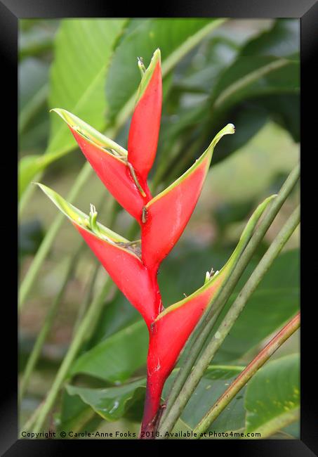 An Exotic Heliconia   Framed Print by Carole-Anne Fooks