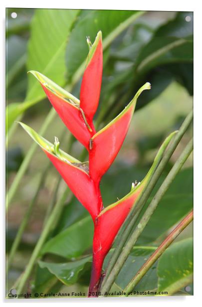 An Exotic Heliconia   Acrylic by Carole-Anne Fooks