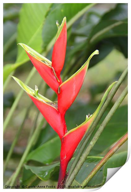 An Exotic Heliconia   Print by Carole-Anne Fooks