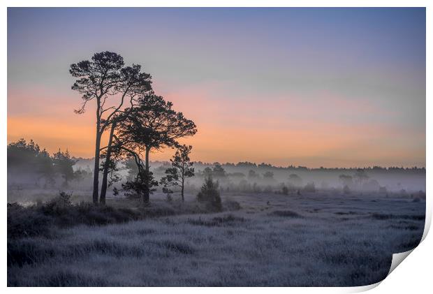 Frosty dawn Print by Dave Wragg