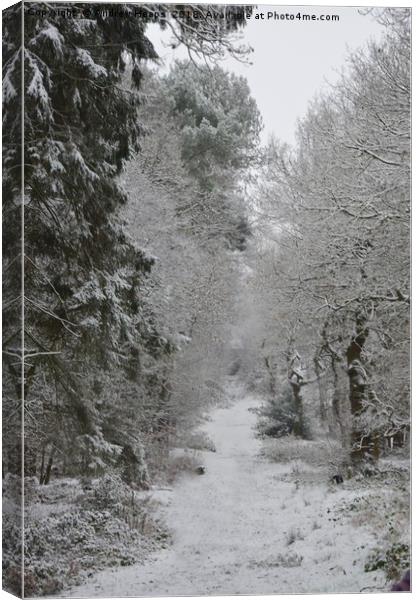 Wintery scene in local wood Enchanting Snowy Fores Canvas Print by Andrew Heaps