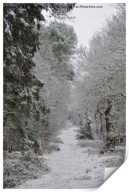 Wintery scene in local wood Enchanting Snowy Fores Print by Andrew Heaps