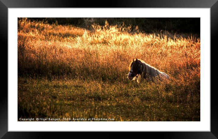 Golden Hour Pony Framed Mounted Print by Nigel Bangert
