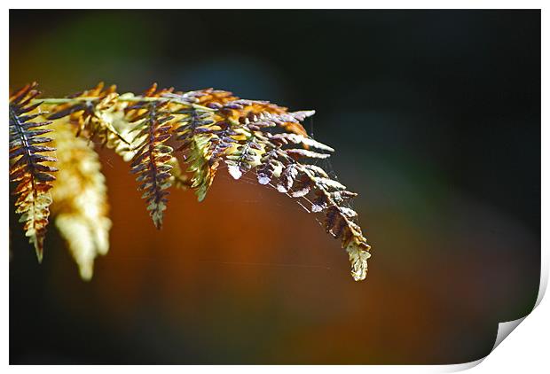 Winter Fern Print by Karen Martin