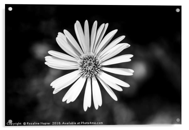 Single Celmisia Hookeri white flower Acrylic by Rosaline Napier