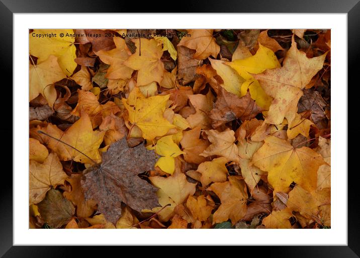 Autumn leaves Framed Mounted Print by Andrew Heaps