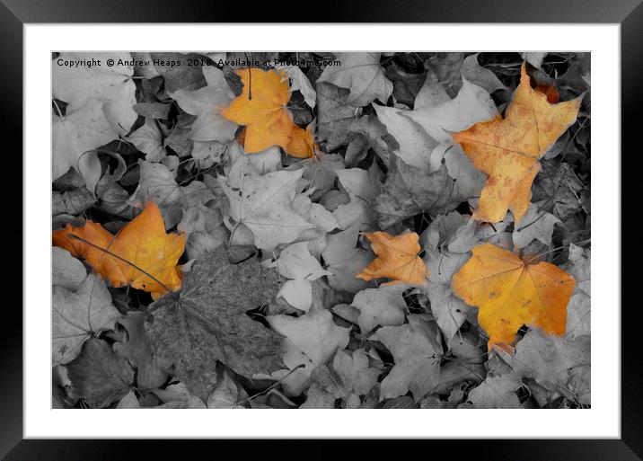 Crispy Autumn Symphony Framed Mounted Print by Andrew Heaps