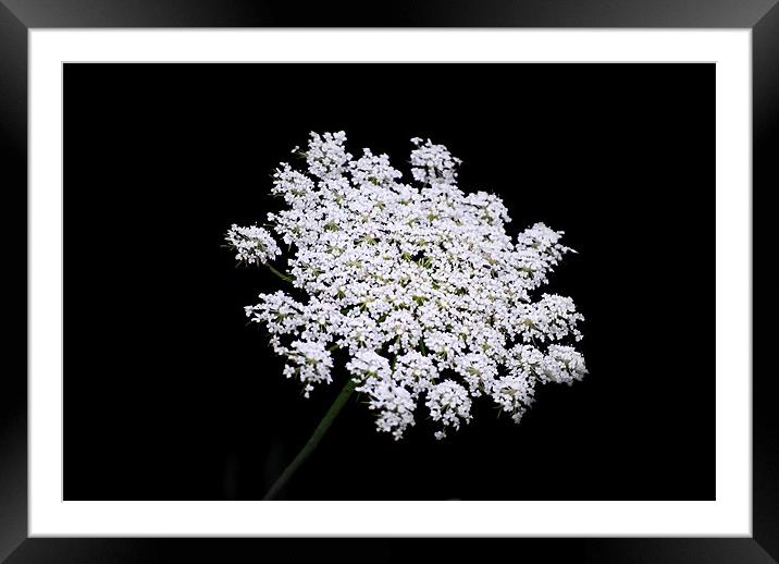 Cow Parsley Framed Mounted Print by Karen Martin