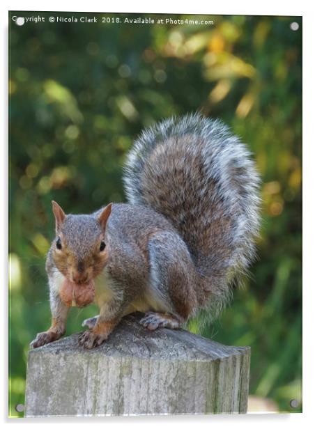 Portrait of a Grey Squirrel Acrylic by Nicola Clark