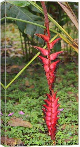 An Exotic Heliconia    Canvas Print by Carole-Anne Fooks