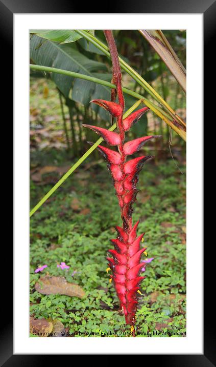 An Exotic Heliconia    Framed Mounted Print by Carole-Anne Fooks