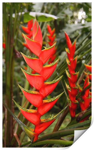 An Exotic Heliconia    Print by Carole-Anne Fooks