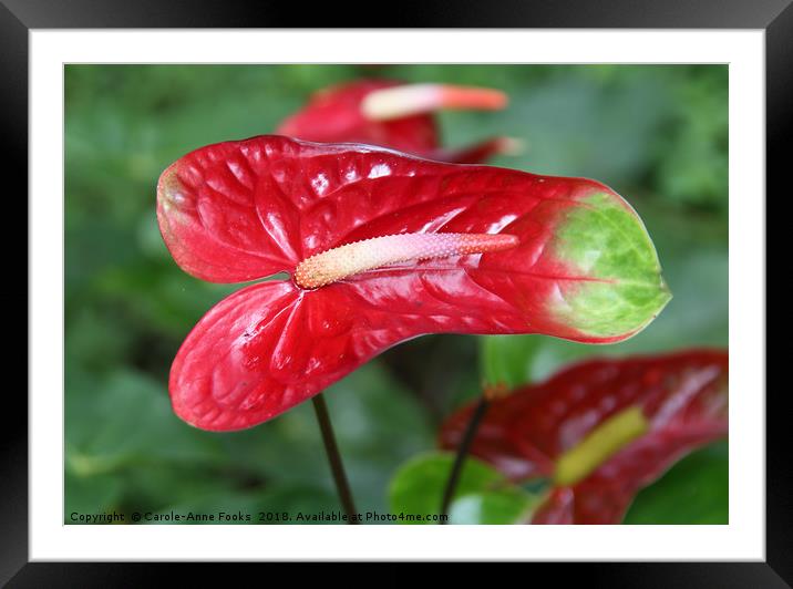 Bi-colour Anthurium Framed Mounted Print by Carole-Anne Fooks