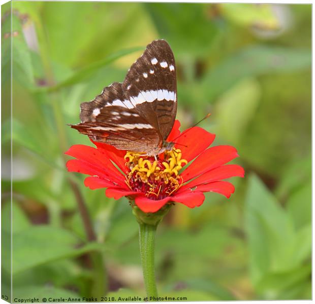 Zinnia with Butterfly Canvas Print by Carole-Anne Fooks