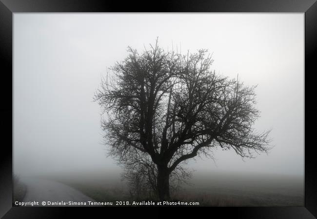 Tree silhouette and road through winter mist Framed Print by Daniela Simona Temneanu