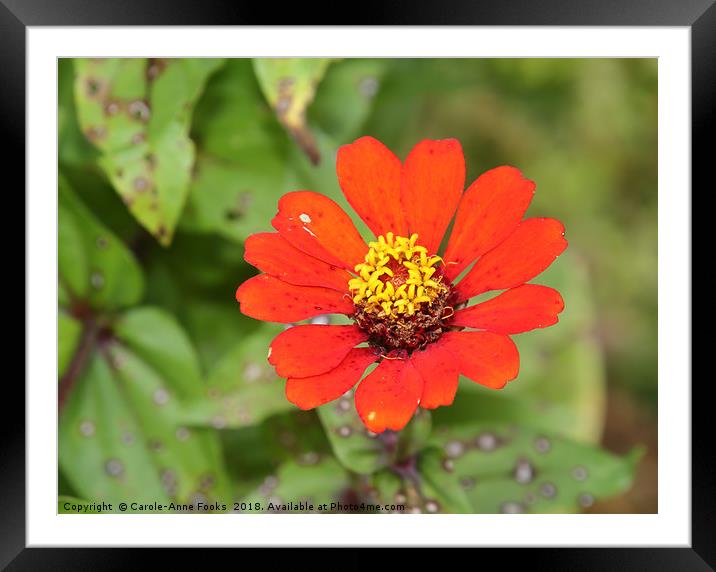 Zinnia  Framed Mounted Print by Carole-Anne Fooks