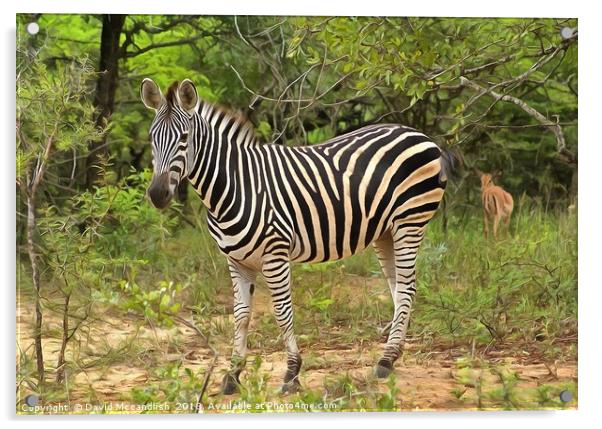 Zebra Foal Acrylic by David Mccandlish