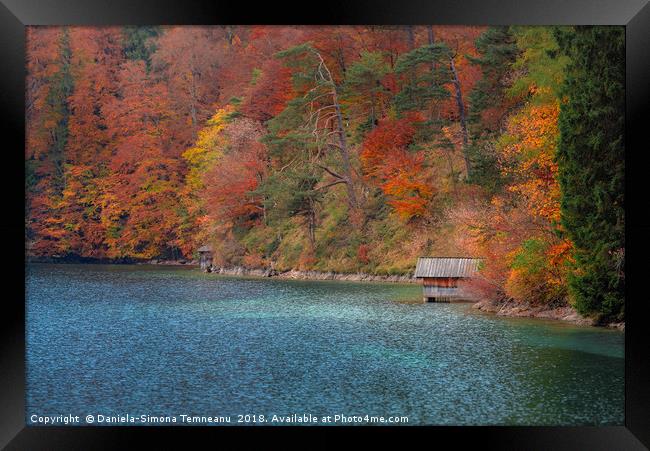 Wooden cottage on Alpsee lake and autumn forest Framed Print by Daniela Simona Temneanu
