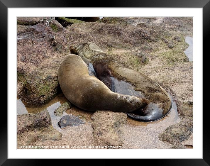 Galapagos sea lion and cub Framed Mounted Print by yvonne & paul carroll