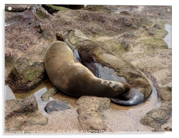Galapagos sea lion and cub Acrylic by yvonne & paul carroll