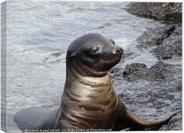 Galapagos baby sea lion Canvas Print by yvonne & paul carroll