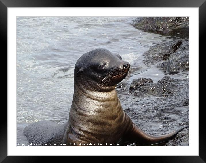 Galapagos baby sea lion Framed Mounted Print by yvonne & paul carroll