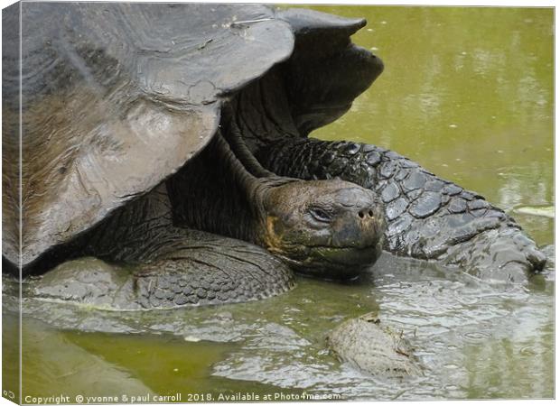 Galapagos giant tortoise close up Canvas Print by yvonne & paul carroll