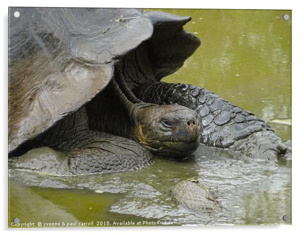 Galapagos giant tortoise close up Acrylic by yvonne & paul carroll