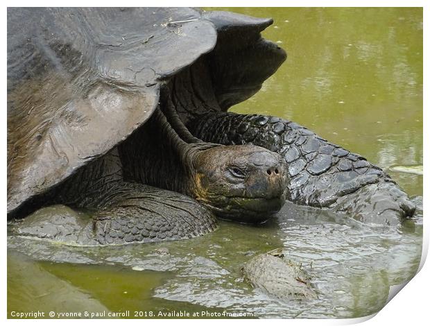 Galapagos giant tortoise close up Print by yvonne & paul carroll
