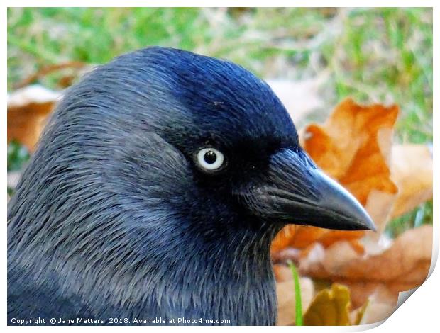          Jackdaw and Autumn Colours                Print by Jane Metters