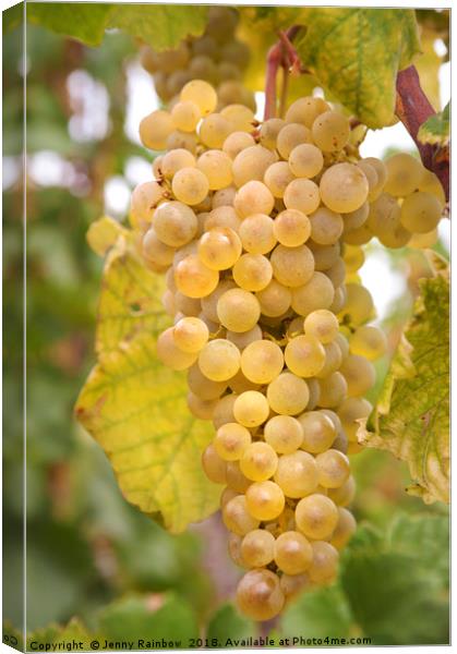 Autumn Delicacy. Taste of Grapes Canvas Print by Jenny Rainbow